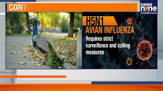 H5N1 Bird Flu Alert in Karnataka | 40 Peacocks Die, Containment Zone Declared