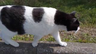 ハチワレ野良猫をモフモフしたらついてきた