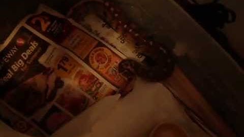 Borneo Short-tail Python in an awesome mood