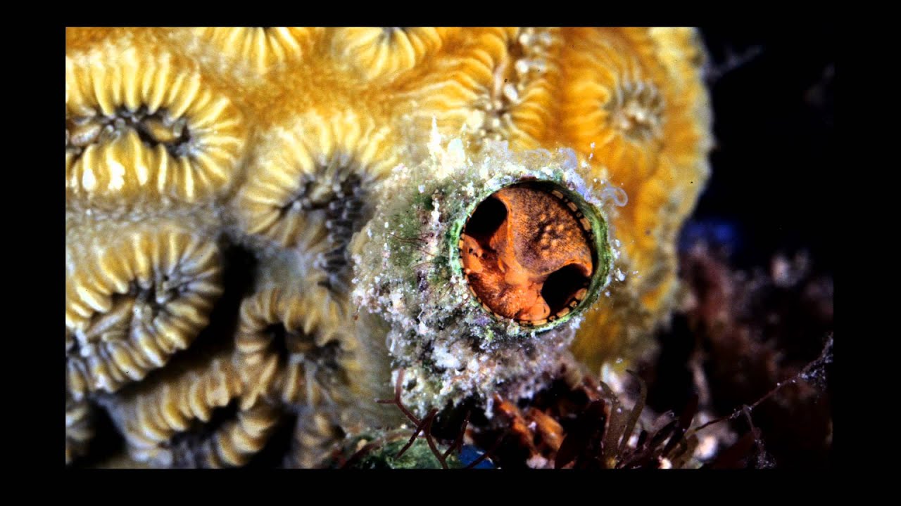 My life as a Malacologist.mov