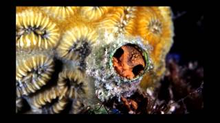 My life as a Malacologist.mov