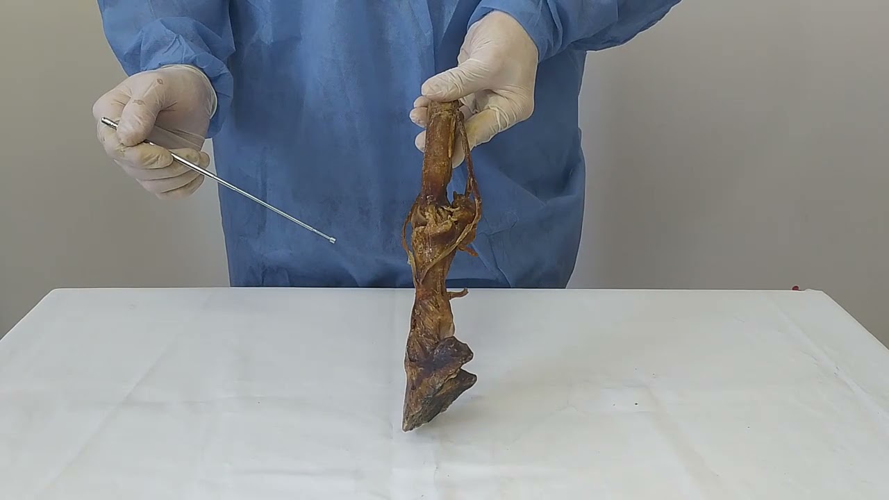 Extremidad de un equino (porción distal)