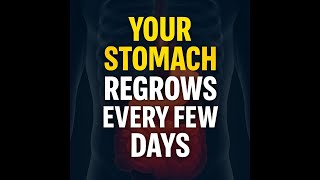 Your Stomach Gets A New Lining Every Few Days Heres Why