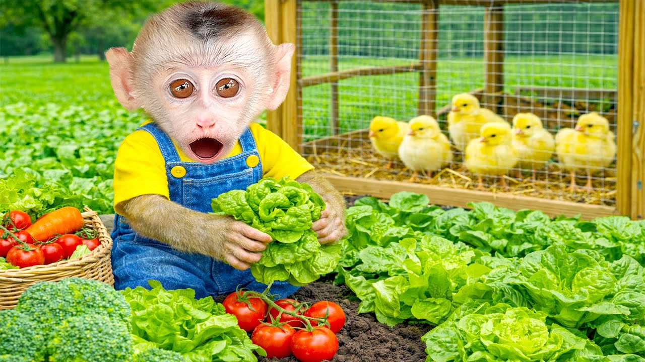 Mono BenBen cosecha verduras para los pollitos - Mono BenBen