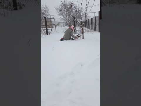 Русские пегие гончие