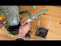 Bromeliad &quot;pup&quot; propagation- aechmea fasciata/urn plant/how to/plant speak quick tips