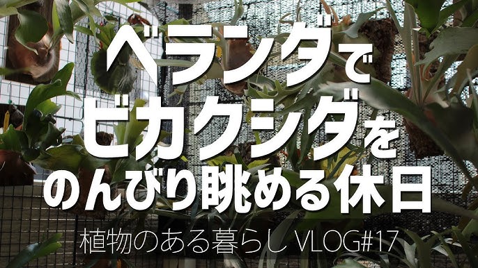 ビカクシダの株分けしました Vlog 25 ビカクシダ コウモリラン 植物のある暮らし Platycerium 観葉植物 植物 Necomoss 板付け Youtube