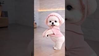 #dog#dance#funnydogs#shorts#shortsfeed#viral#funny#cute#animals #funnymoment @BlankTheSeries223