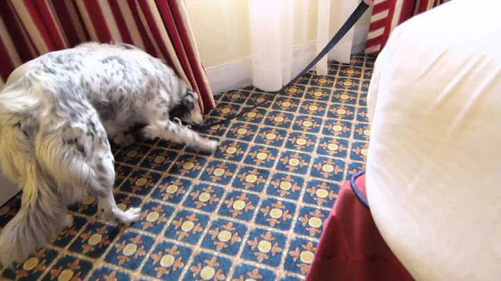 Scent Tek Bed Bug Dog Inspection