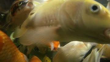 Demo Camera Hành Trình SJCAM 4000 WIFI Quay Dưới Nước Tại Cafe Cá Koi Hóc Môn