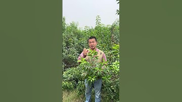 Cây Giá: Hy vọng mới cho người mắc bệnh động kinh? #tiensiphuongthaoduoc #thaoduoc #suckhoe