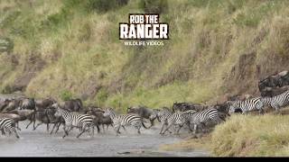 Massive Sand River Crossing - Great Migration - Maasai Mara Safari | Zebra Plains