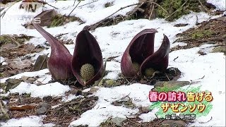 春の訪れを告げる・・・ザゼンソウが見頃　山梨・甲州市(16/03/13)