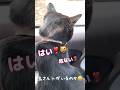 まるで幼稚園児⁉️鳥に話しかける #しゃべる猫
