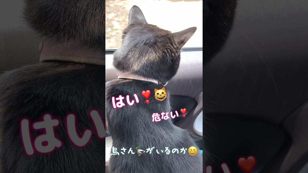 まるで幼稚園児⁉️鳥に話しかける #しゃべる猫