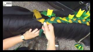 Heavy Horse Decorations braiding a Shire Horse  mane with Mandy Ward