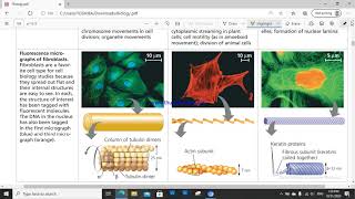 Chapter 7 : Cell structure and function 6 : Cytoskeleton