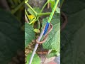 Experienced electrician's live wire work techniques#youtubeshorts