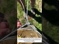Galvanized Wire Fencing: Secure Twist & Tie Method