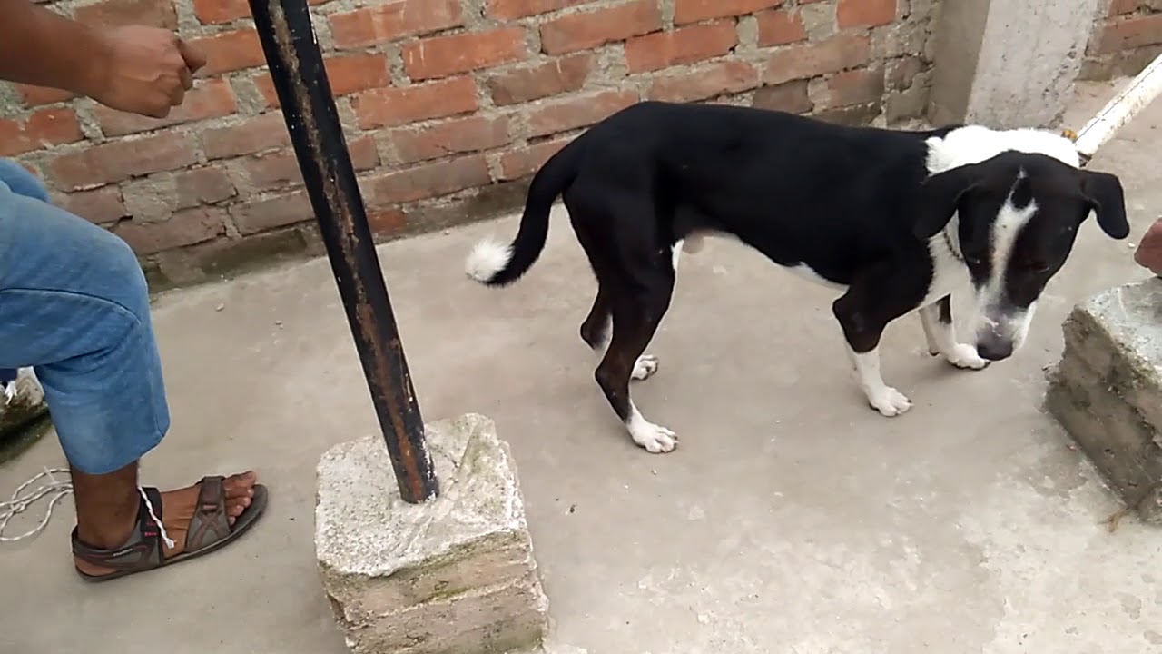 Sedating a dog before sterilization6 YouTube