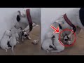 Lo que HIZO este PERRO TE DEJARÁ SIN PALABRAS! 😱 | ¿Cómo EDUCAN los PERROS? 🤔