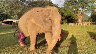 Heartwarming Moment Of Dislocated Knee Elephant Mae Mai And Big Step In Her Life  ElephantNews