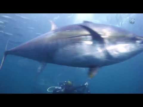 WWF Italia: Tonno rosso a rischio (video con sott. italiano)