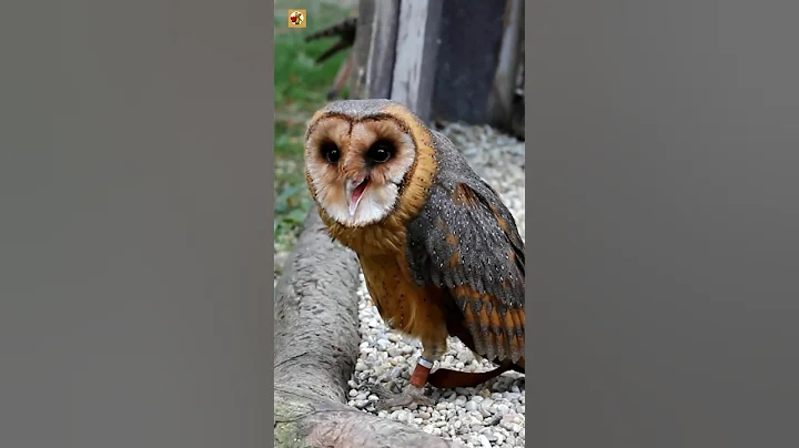Dangerous Owl Sound 🦉 | OWL