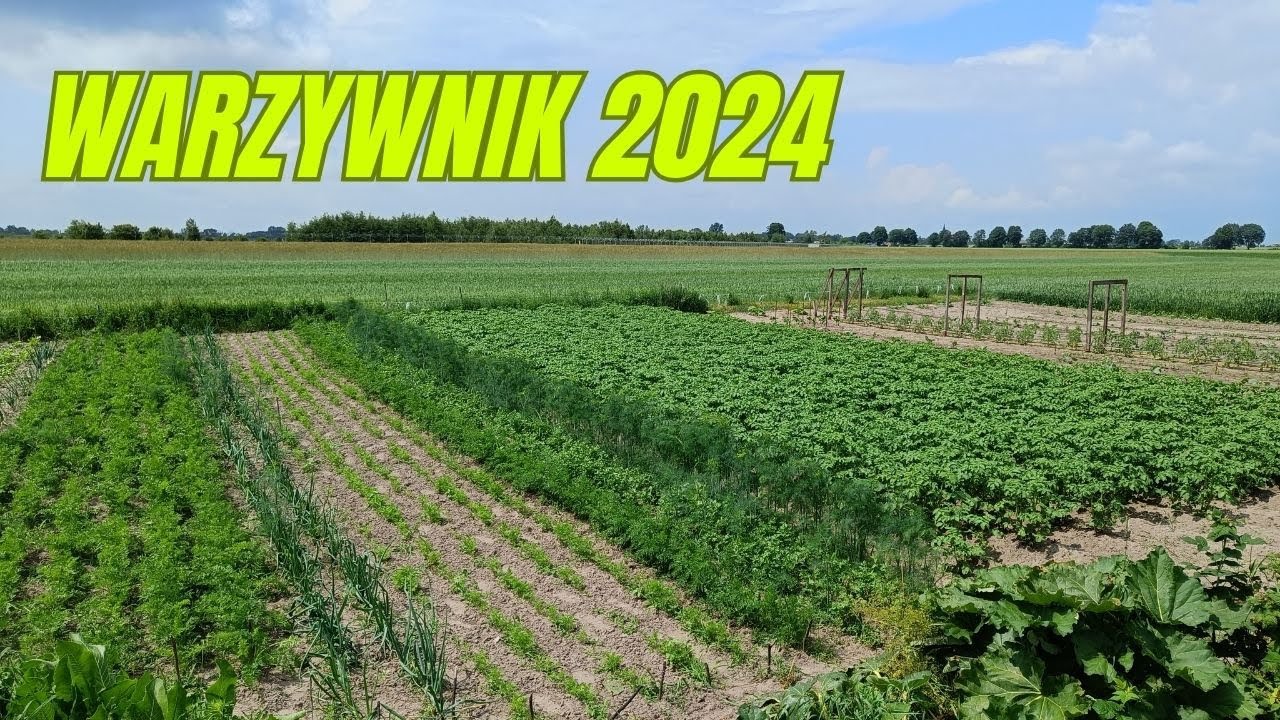 Warzywnik 2024, czyli spacer po czerwcowym ogrodzie