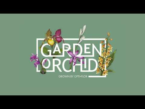 Garden Orchid | Calanthe