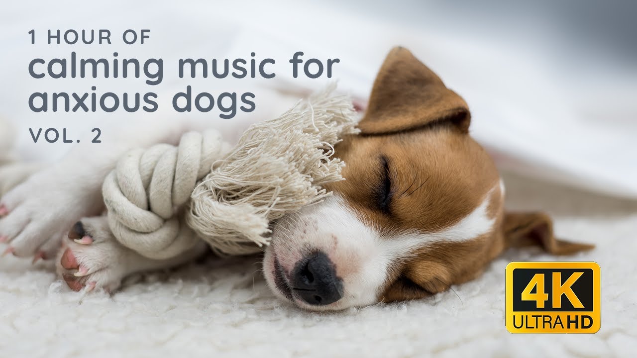 Calming Music for Anxious Dogs Vol. 2 - Soothe Your Puppy with Relaxing Classical Piano Songs - 1hr