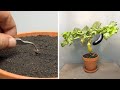 72 Days In 2 Minutes - Growing Eggplant Seed To Fruit - Time Lapse