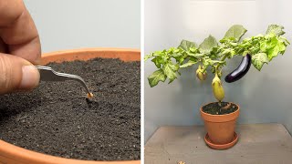 72 Days In 2 Minutes - Growing Eggplant Seed To Fruit - Time Lapse