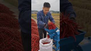 Effortless Chili Processing: High-Speed Red Pepper Grinder #shorts