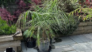 Tropical Garden UK Spring Plant Purchases Rare Hybrid Palm