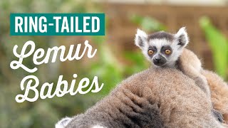 RingTailed Lemur Babies at Jimmy's Farm & Wildlife Park!