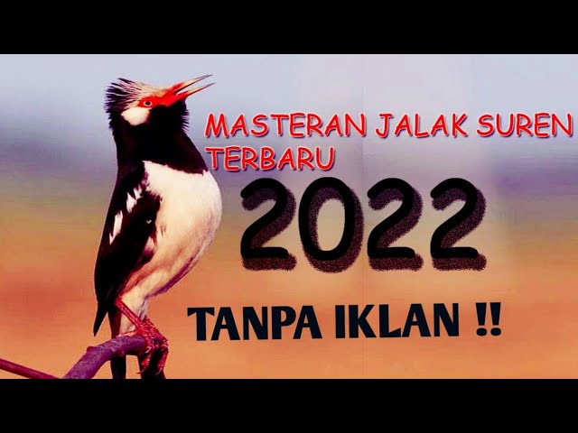 TANPA IKLAN || MASTERAN JALAK SUREN FULL ISIAN || COCOK BUAT YANG MACET BUNYI #jalaksuren #masteran class=