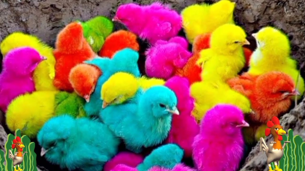 WoooW.. So cute ! Colorful chickens are having fun playing ball ( part ...