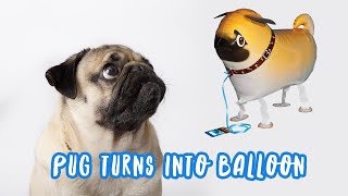 Pug Turns Into Balloon