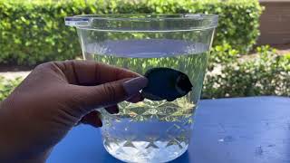 Explorers Activity: Float Or Sink?