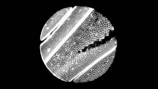 Light field refocusing (Insect's Wing)
