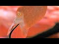 West Indian Flamingos Make Shrimp Soup | Wild Caribbean | BBC Earth