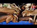 Farmer Vishnu Vardhan reddy about Modern Goat Farming | Chenu Chelaka | TNews Telugu