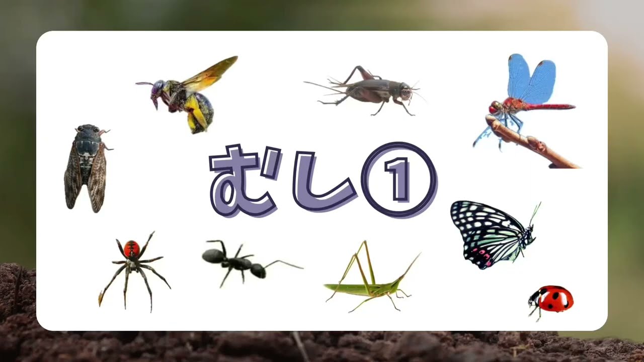 【はじめてのむし①日本語】★知育アニメ★なんてむしかな？first japanese lesson bugs きの学習塾