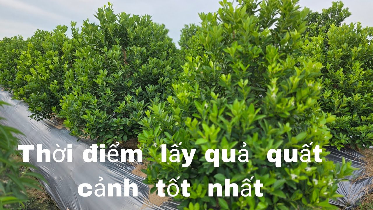 Tháng 6 rồi mới lấy hoa quất cảnh có kịp không