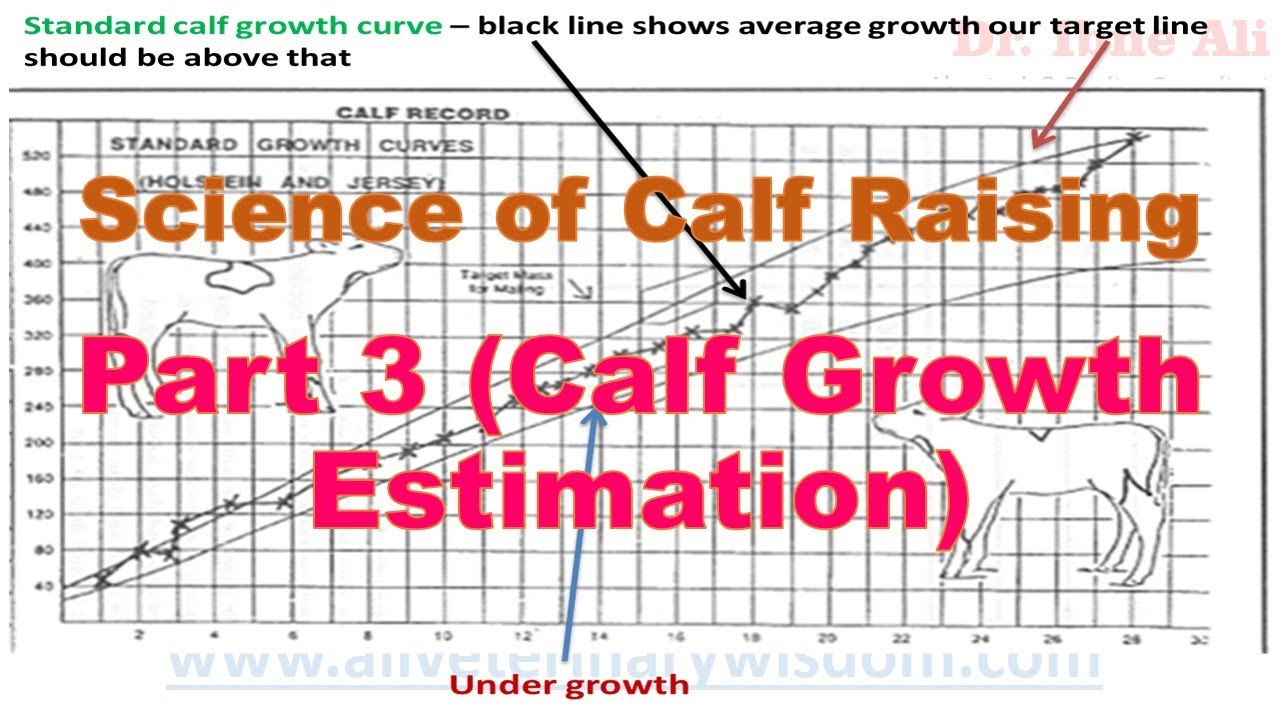 Calf Growth Estimation Calf Raising Part 3 Profitable Dairy Video Series YouTube