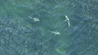 Hamptons Drone Captures Tons of Sharks- Southampton NY 7/23/2023