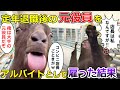 【スカッと猫ミーム】大手会社の元役員60代男性を新人アルバイトとして雇った結果 #猫マニ #猫ミーム