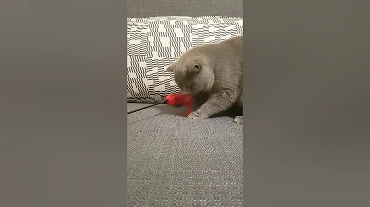 Watch the video about Napocats - Ursa, the grey - Exotic Shorthair girl