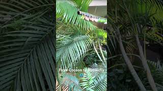 From Cocoon to Butterfly 🦋 | Vienna Zoo Magic in Nature